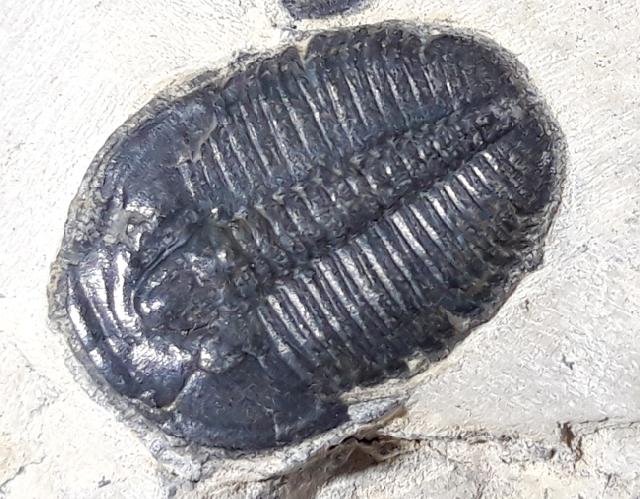 Elrathia kingii (MEEK 1870)  - Bild &copy; FossNet FossilienStore